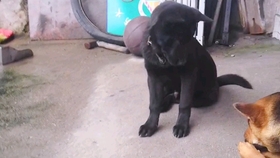 狗为啥会咬小孩 39d96c039c8c65ab6499c2c2754cb2db3ce2707a.jpg@280w_158h_1c_100q.jpg