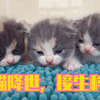 家里母猫生产，接生全过程