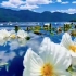 “绝美！泸沽湖季节限定的水性杨花”