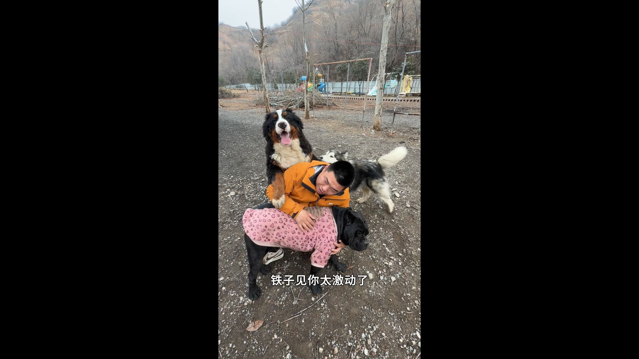 三天没见狗子们，一个比一个热情，弄的我都快招架不住了