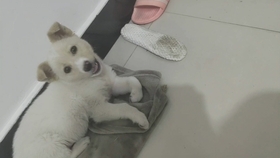 怎么当别人的舔狗 3a1ae21633464674b3750f316a389a5b34511ca0.jpg@280w_158h_1c_100q.jpg