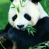 中英双语 碧峰峡大熊猫 含字幕