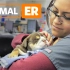 动物急诊室 第一季 Animal ER