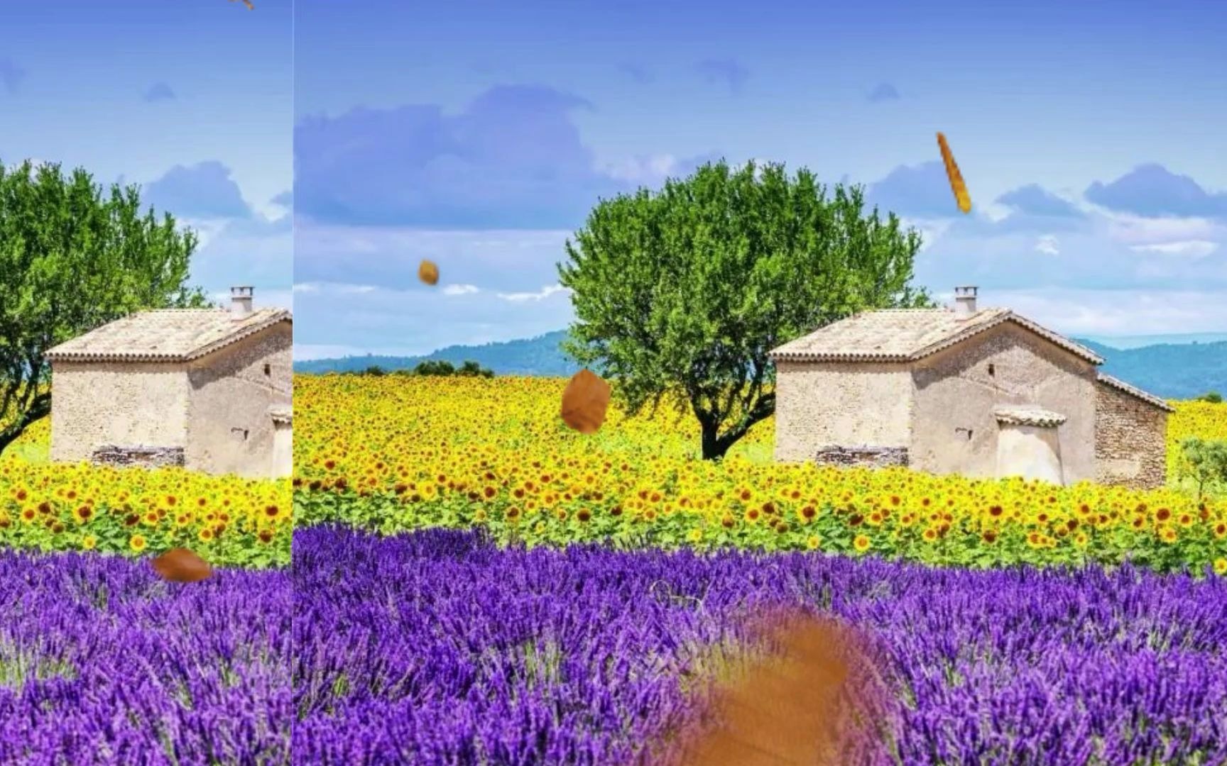 儿童大百科：梵高的向日葵