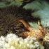 【精彩片段】大法螺捕食长棘海星！珊瑚礁的守卫者！