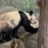 中国专家已抵达孟菲斯动物园 确保安全稳妥护送“丫丫”回国