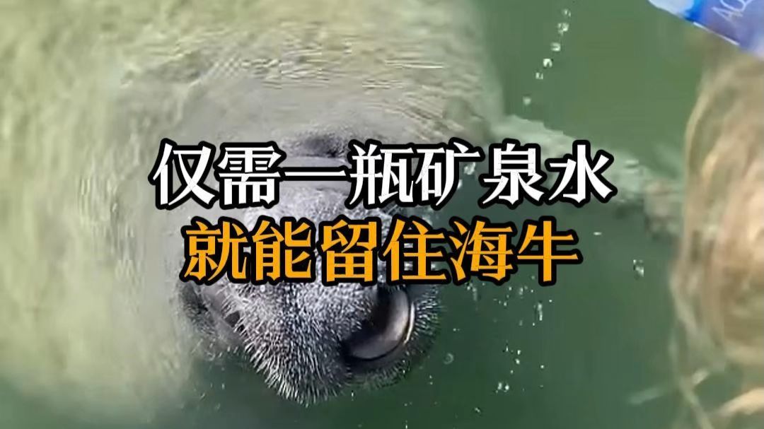 海牛：一个泡在海里，会被渴死的海洋生物。