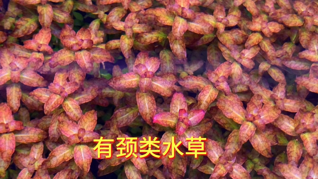 红唇丁香水草