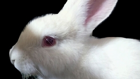 咕咕叫是什么鸟的叫声 3a439a859930a10dc1d3ded6a6257794e66b3283.jpg@280w_158h_1c_100q.jpg