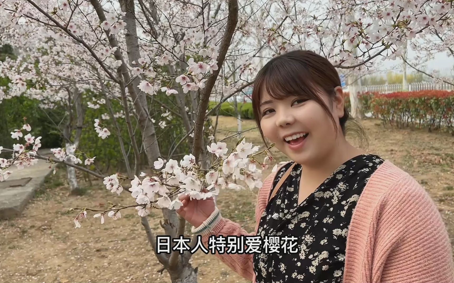 带日本媳妇进城了看樱花！四年没见，媳妇都快不认识故乡的花了