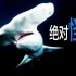 科技感最强的鲨鱼，双髻鲨，锤头鲨 | 达林and丽娜TV