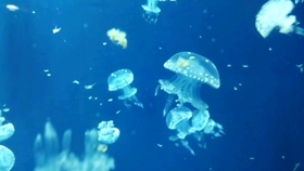 3a5a1869df30f6cf6a4f5ea4e8c3bf5e6b6280d5.jpg@280w_158h_1c_100q.jpg