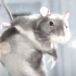 3D创意短片- 《一只老鼠的短片》