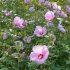 【园艺】热浪中的沙仑玫瑰 | 自然公园