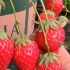 盆栽草莓结完果子不要扔，直接地栽就可以长出来一堆小苗，年年都能结草莓吃