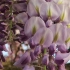 紫藤花真的又香又美～希望自己种的花都能坚强地活着