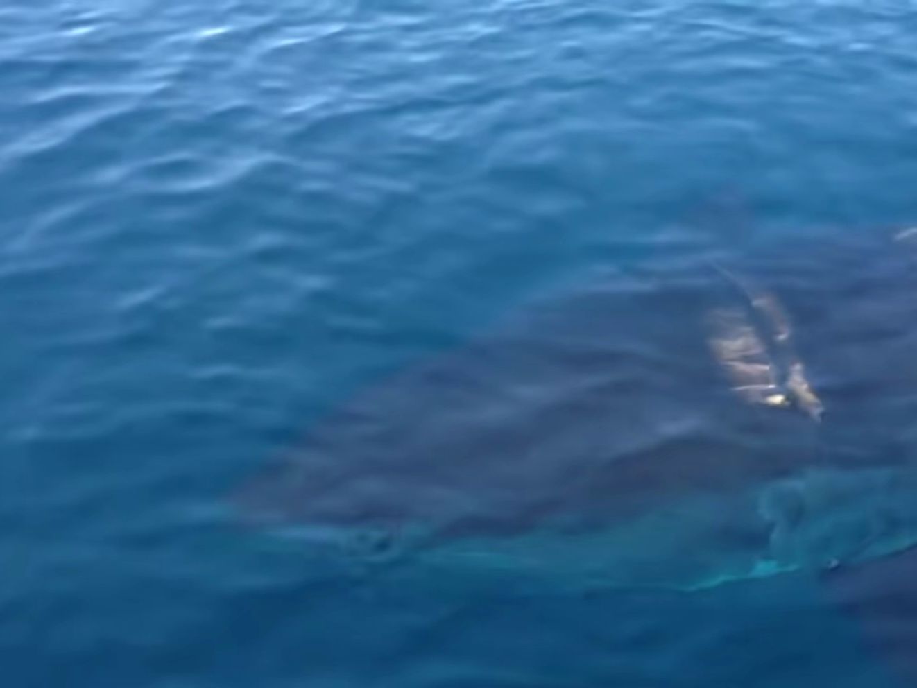 6米大白鲨体型有多恐怖