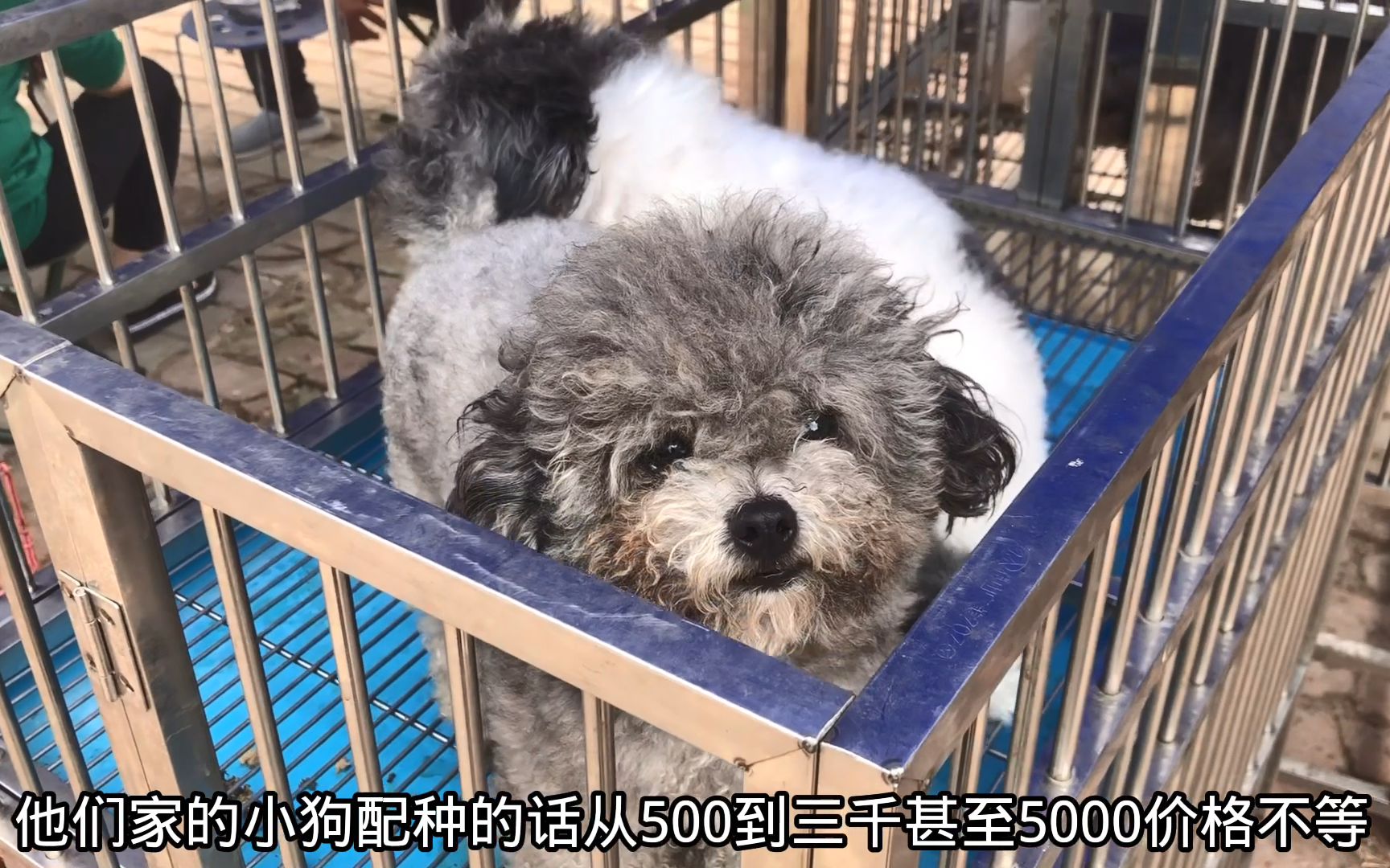 上海求推荐靠谱的犬舍宠物店？ - 知乎