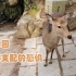 【Vlog】2020日本游|Day3-奈良公园|喂小鹿×被鹿群支配的恐惧