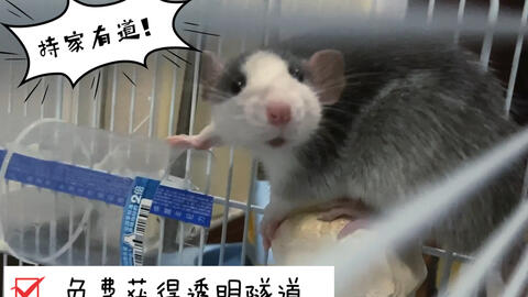 怎么养花枝鼠呢 3af1cb13bfbcd9437aba8f928fe8bace4a6c4760.jpg@480w_270h_1c