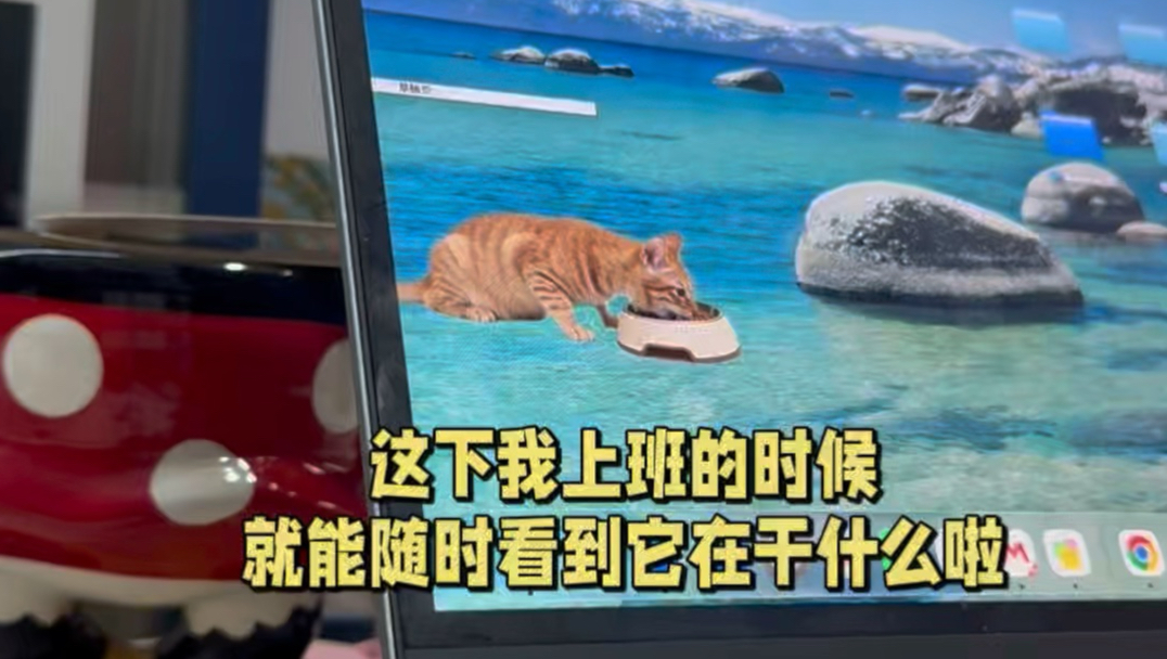 做出来了！小猫咪没有隐私了！