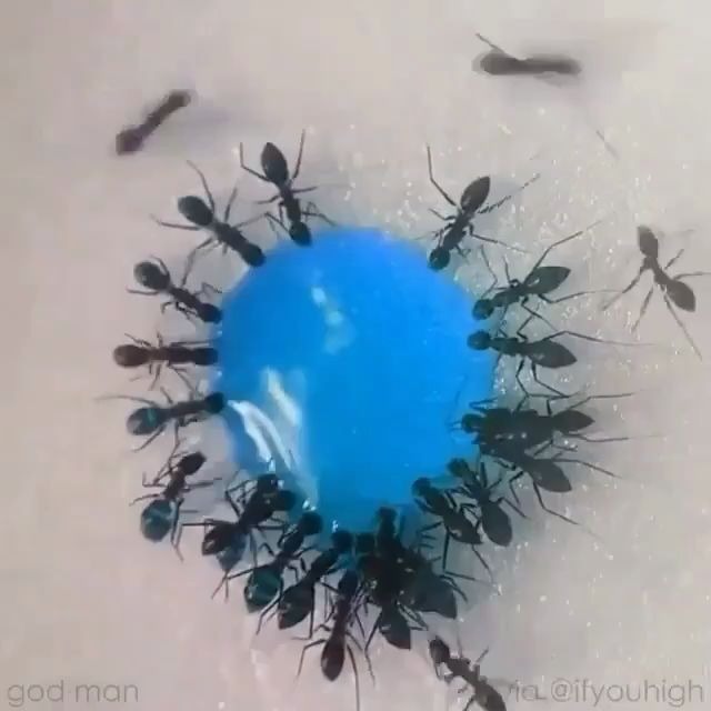 蚂蚁喝糖水(屁股变蓝了)