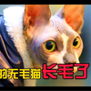 买的无毛猫竟然长毛了？猫贩子的套路是真的深