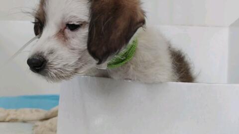 怎么教狗狗站起来走 3b292232c404ea6e62626cd6fee925063a481ca5.jpg@480w_270h_1c