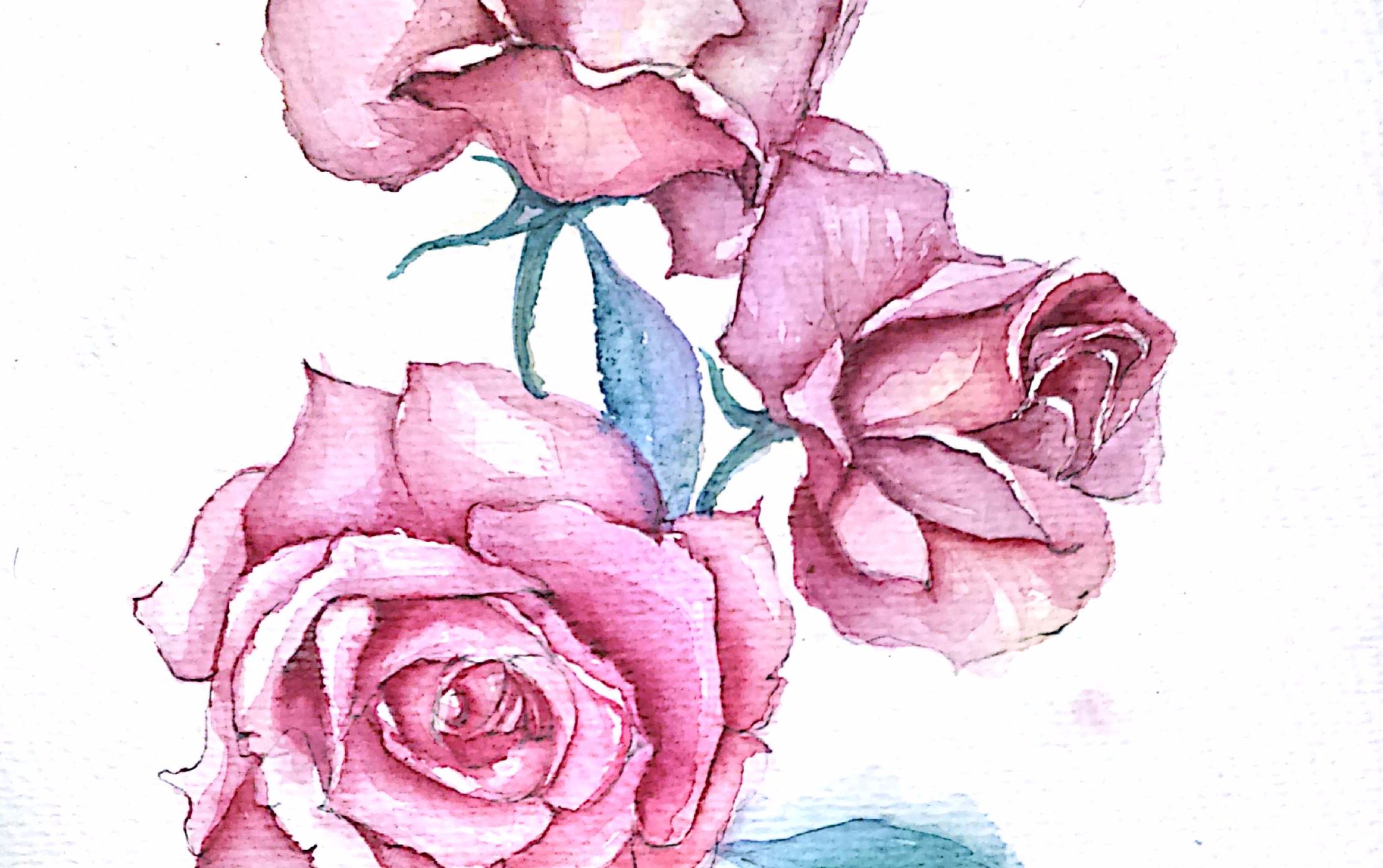 玫瑰花水彩手绘