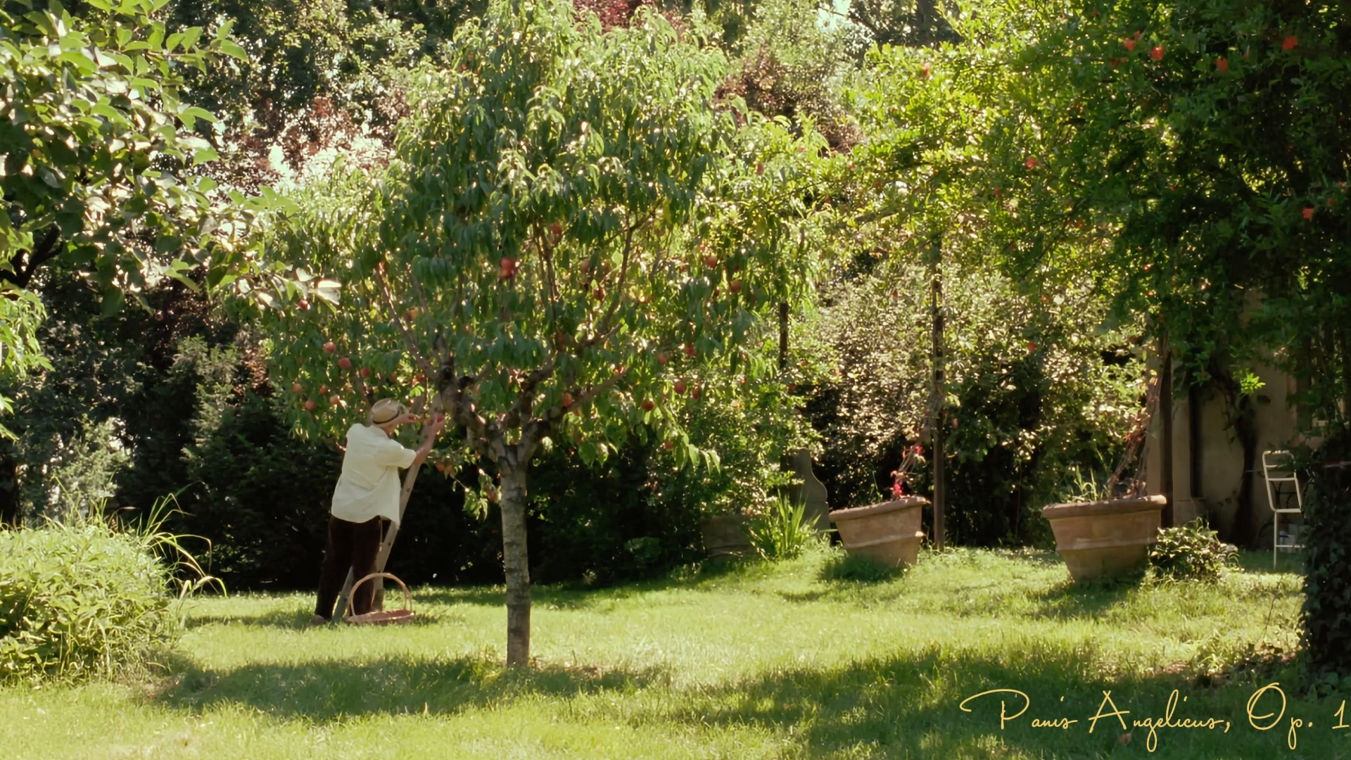 Playlist·夏日集｜午后花园微风轻拂白噪音钢琴曲｜阅读学习独处｜舒缓放松