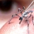 机械昆虫微型侦察机 恐怖的军用蚊子机器人收集DNA及血样