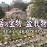 【NHK纪录片】皇宫珍贵盆栽物语~诉说时光的园林古树【日字生肉】