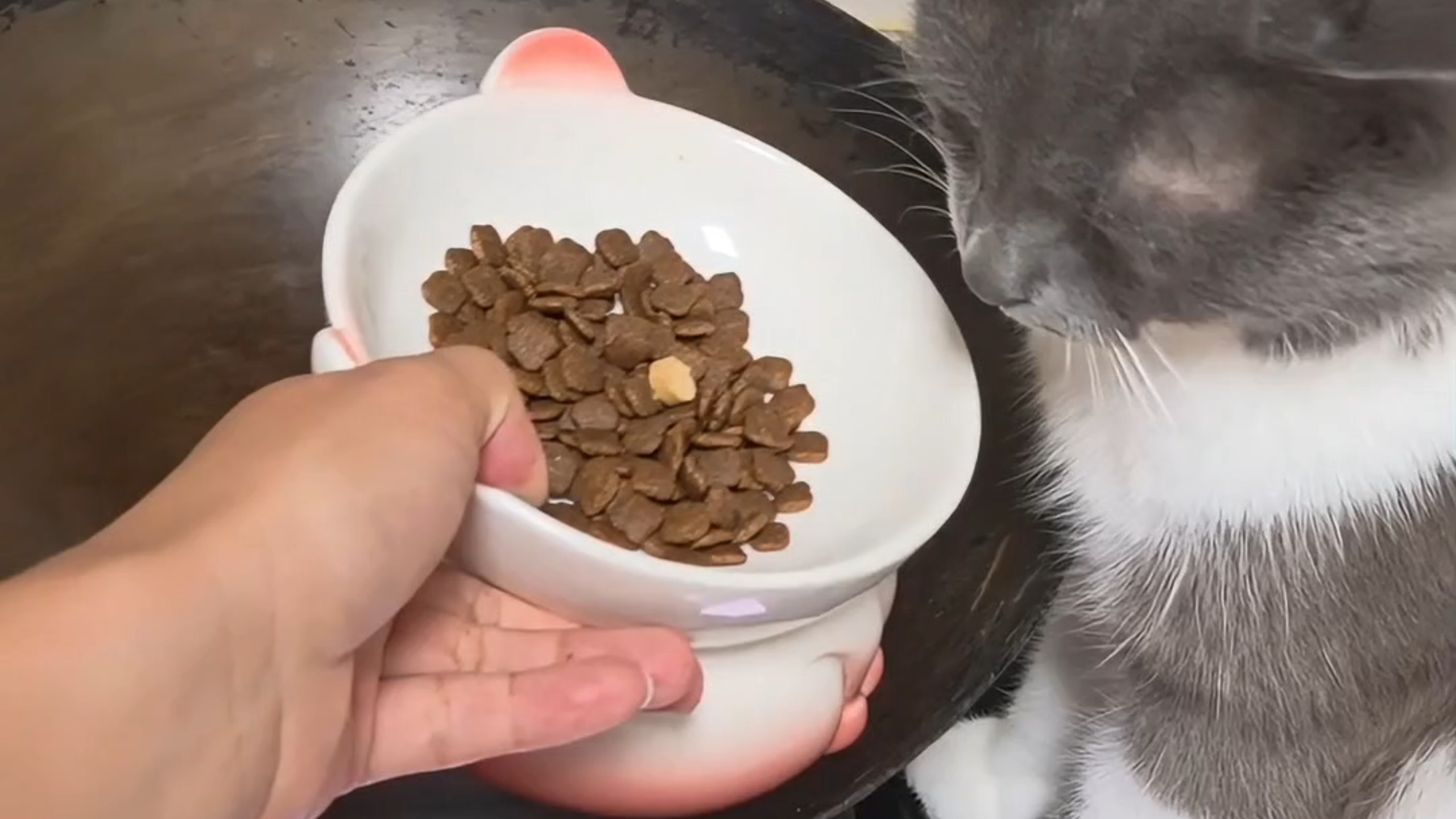 猫咪:你说啥？炒猫粮的铲子约会去了？你认真的？