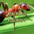 蚂蚁有骨头和血液吗？