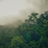 空镜头视频 雨林原始森林自然 素材分享