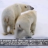 北极熊能挺过气候危机吗？