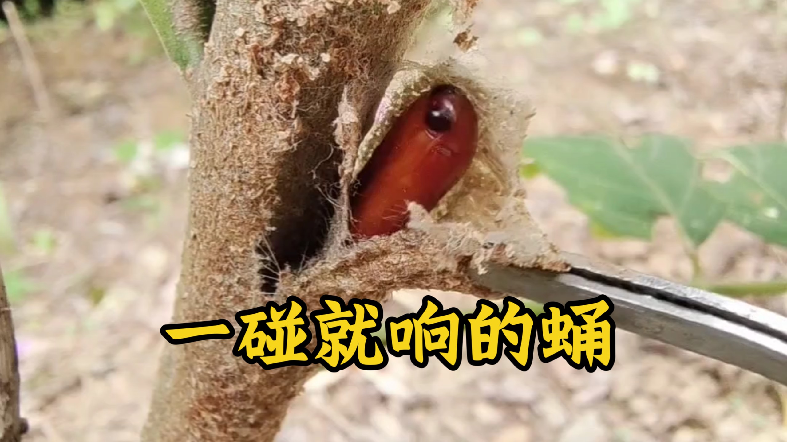 一碰就会“叫”的虫蛹，你见过吗？