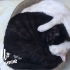黑猫白猫 抱头大睡