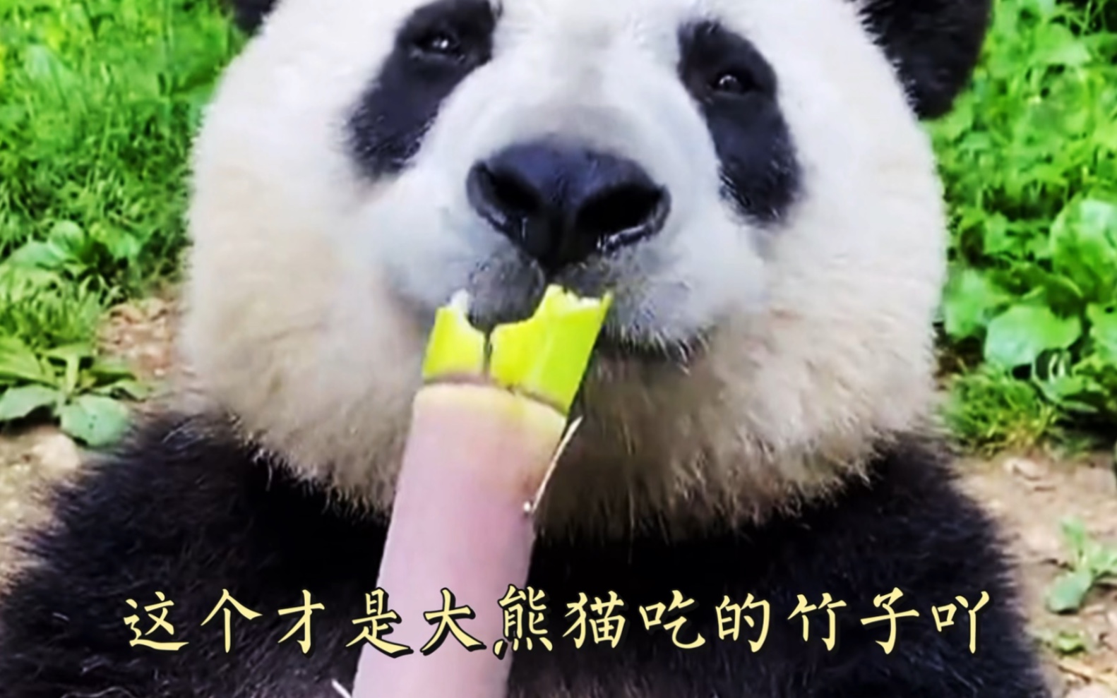 这才是给大熊猫吃的竹子呀，27日众明星发文，丫丫回家吧！