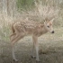 喜迎鹿宝宝！江苏大丰麋鹿保护区诞生今年第一只小麋鹿