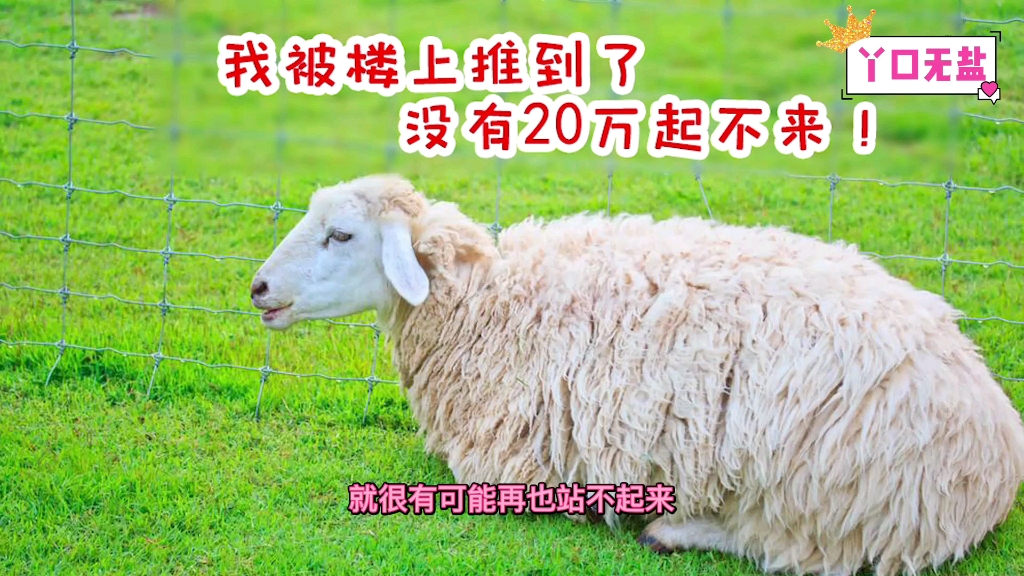 活动作品新西兰最奇葩职业扶羊人