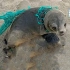 救援人员帮小海狮剪掉被迫戴上的渔网“围脖”【纳米比亚海洋保护队】