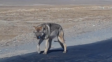 青藏高原 开车的时候偶遇肚子饿的野生狼