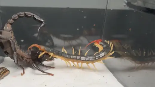 史诗级战斗！蝎子蜈蚣水蛭蚂蚁蛐蛐之间的角逐！
