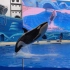 上海海昌海洋公园 虎鲸表演 精彩瞬间集锦 (4K超清)