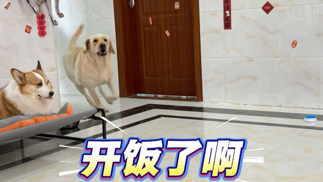 小九：我从笼子救你出来，你就这样报答我？