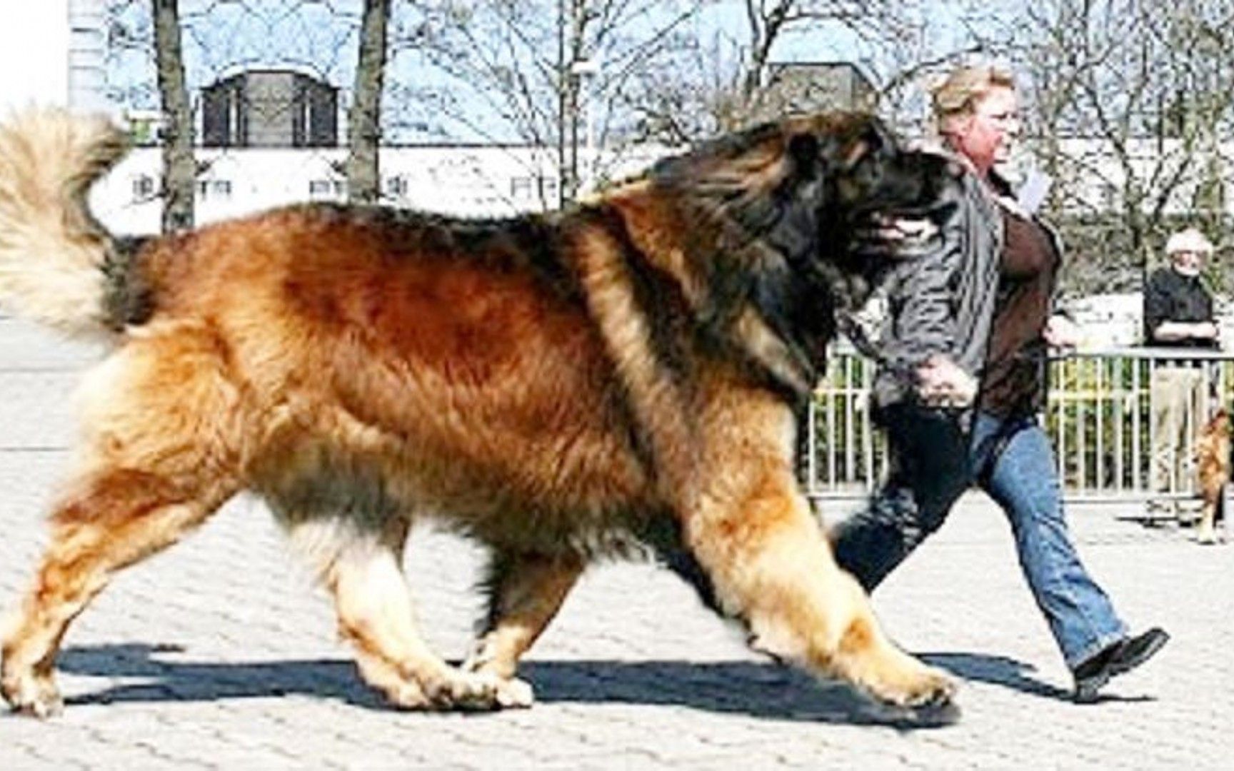 世界最大高加索牧羊犬，身材巨大无比，据说有熊的基因~