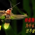 曾经在农村随处可见的萤火虫，如今为什么都不见了，它们去哪了？