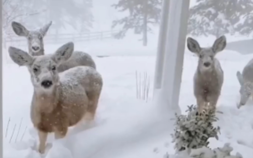 小哥救了一只被射伤的小鹿，小鹿把他当成亲人，入冬之后经常回来看望。