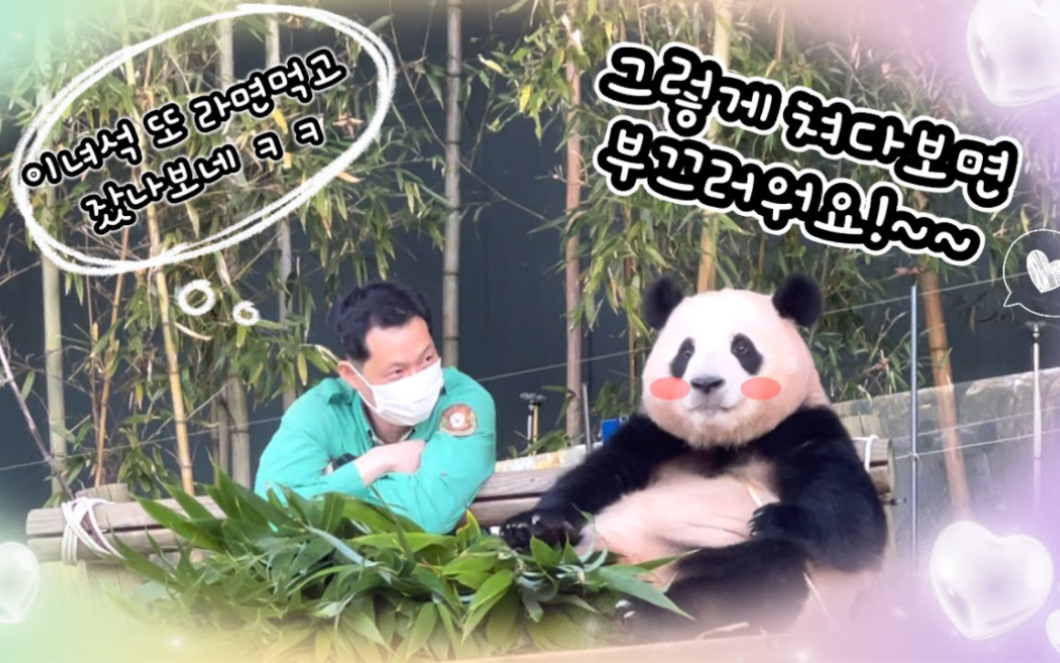 大熊猫福宝 今天吃饭也有宋宝陪着 221026